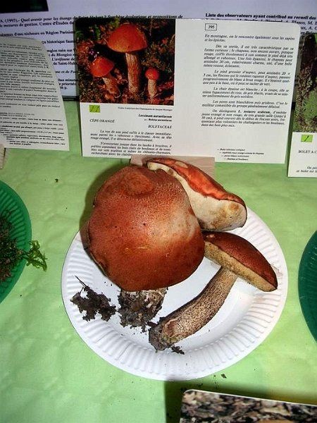 Expo champignons a St Leger 94